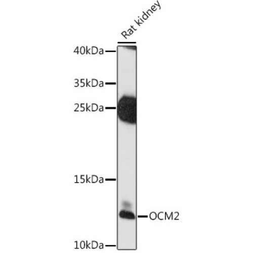 OCM2 Rabbit pAb