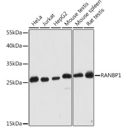 RANBP1 Rabbit pAb
