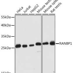 RANBP1 Rabbit pAb