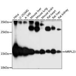 MRPL23 Rabbit pAb