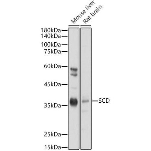 SCD1 Rabbit pAb