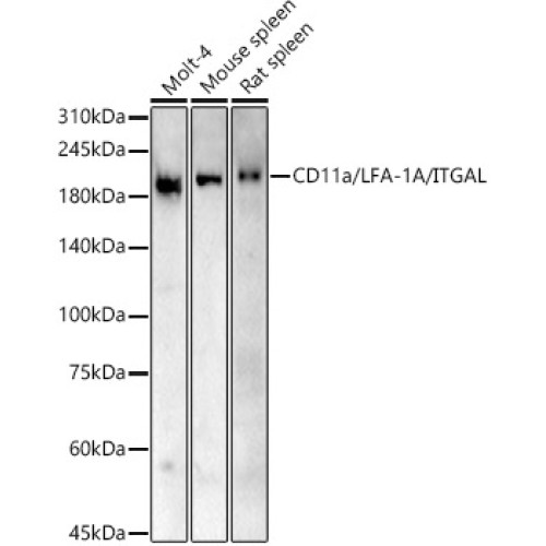 CD11a/LFA-1A/ITGAL Rabbit pAb
