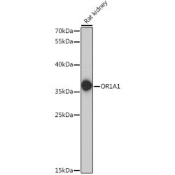 OR1A1 Rabbit pAb