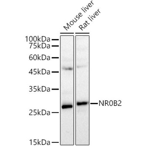 SHP/NR0B2 Rabbit pAb