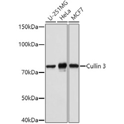 Cullin 3 Rabbit pAb