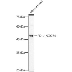 PD-L1/CD274 Rabbit pAb