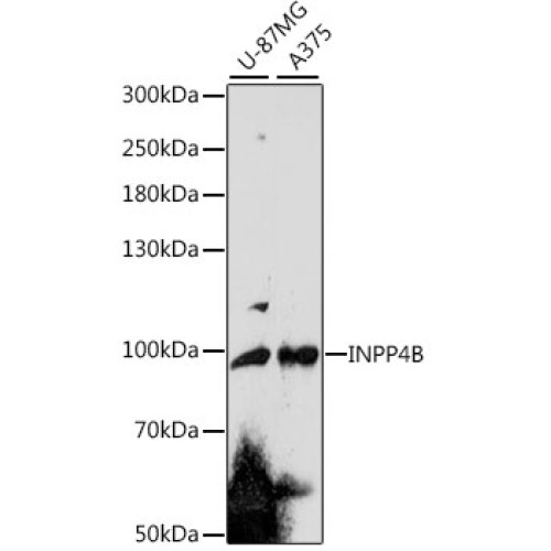 INPP4B Rabbit pAb