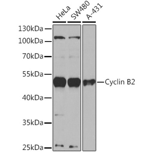 Cyclin B2 Rabbit pAb