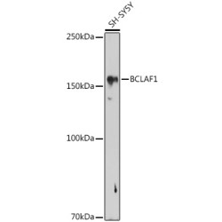 BCLAF1 Rabbit pAb