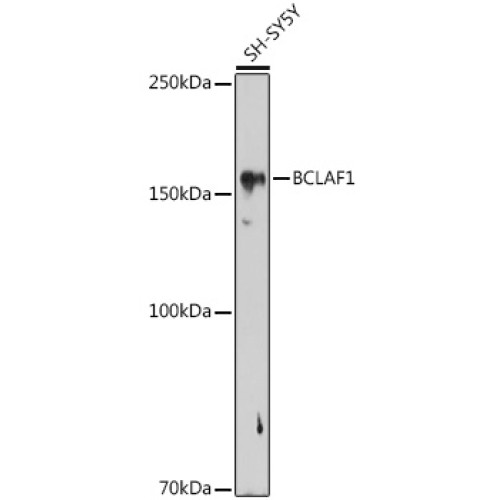 BCLAF1 Rabbit pAb