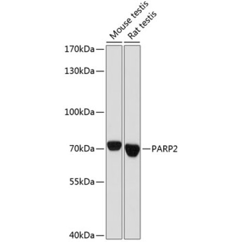 PARP2 Rabbit pAb