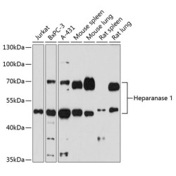 Heparanase 1 Rabbit pAb