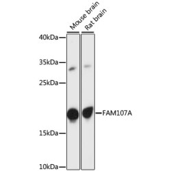 FAM107A Rabbit pAb