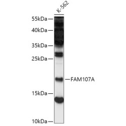 FAM107A Rabbit pAb