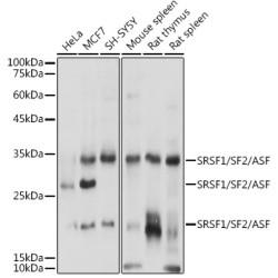 SRSF1/SF2/ASF Rabbit pAb