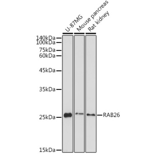RAB26 Rabbit pAb