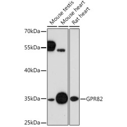 GPR82 Rabbit pAb