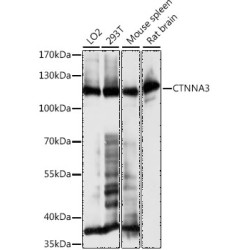 CTNNA3 Rabbit pAb