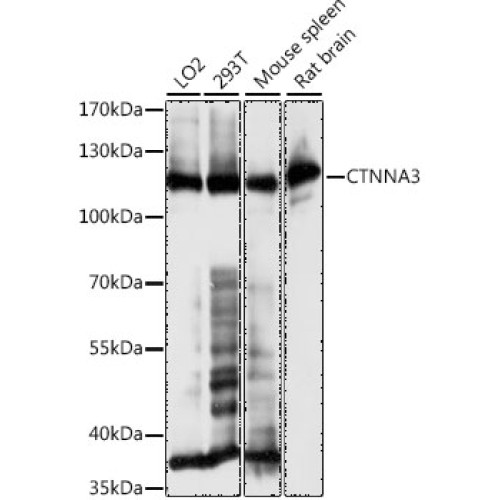 CTNNA3 Rabbit pAb