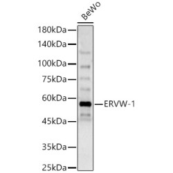ERVW-1 Rabbit pAb