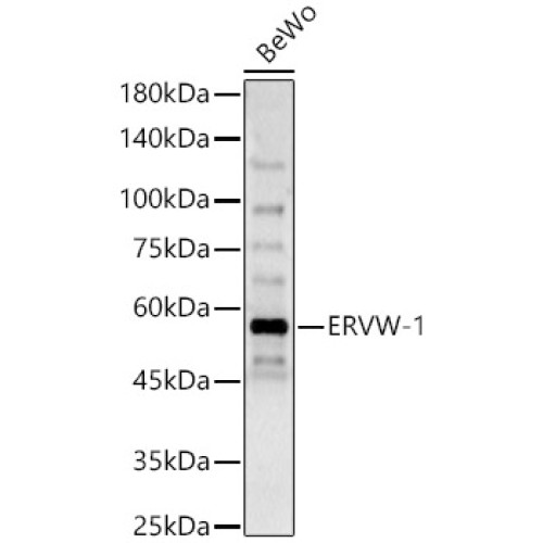 ERVW-1 Rabbit pAb