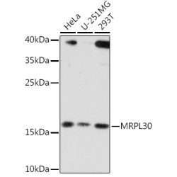 MRPL30 Rabbit pAb
