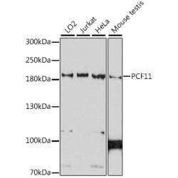 PCF11 Rabbit pAb