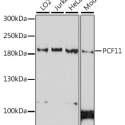 PCF11 Rabbit pAb