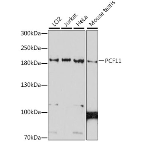 PCF11 Rabbit pAb