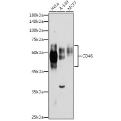 CD46 Rabbit pAb