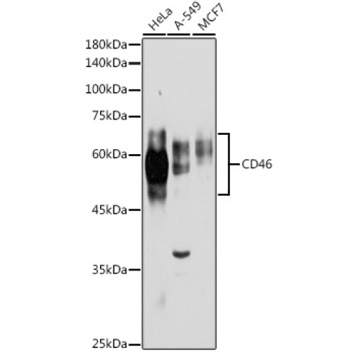 CD46 Rabbit pAb