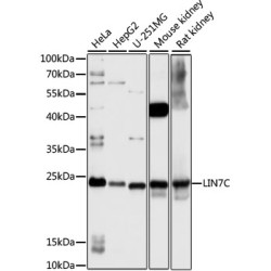 LIN7C Rabbit pAb