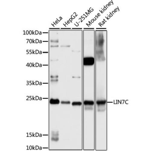 LIN7C Rabbit pAb