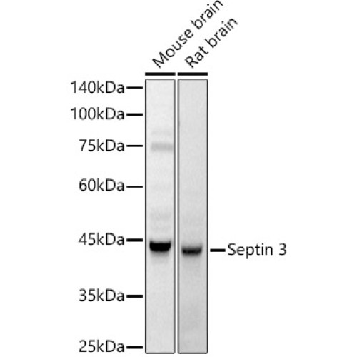 Septin 3 Rabbit pAb