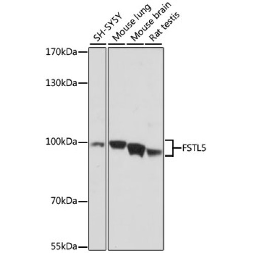 FSTL5 Rabbit pAb