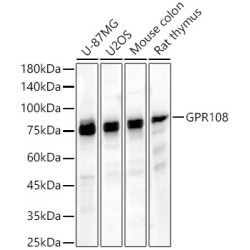 GPR108 Rabbit pAb