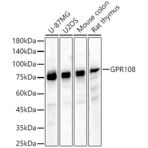 GPR108 Rabbit pAb