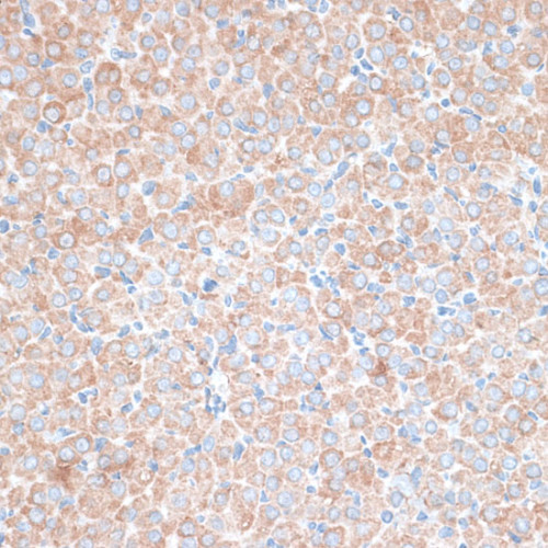 PMEPA1 Rabbit pAb