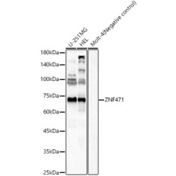 ZNF471 Rabbit pAb