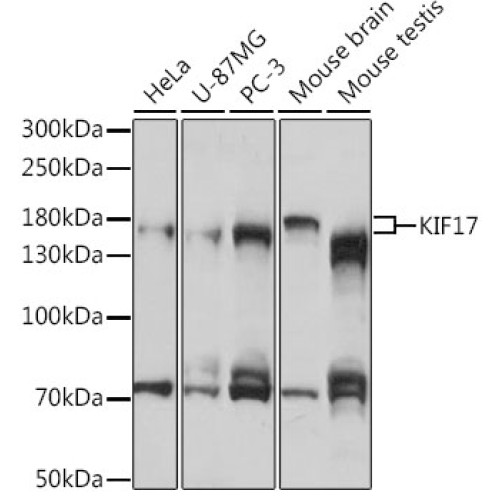 KIF17 Rabbit pAb