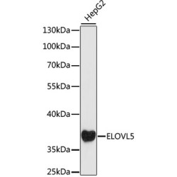 ELOVL5 Rabbit pAb
