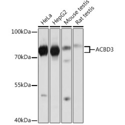 ACBD3 Rabbit pAb