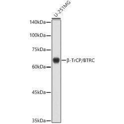 β-TrCP/BTRC Rabbit pAb