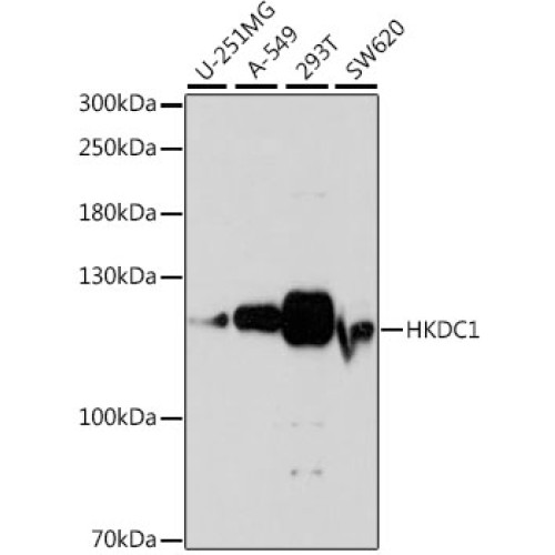 HKDC1 Rabbit pAb