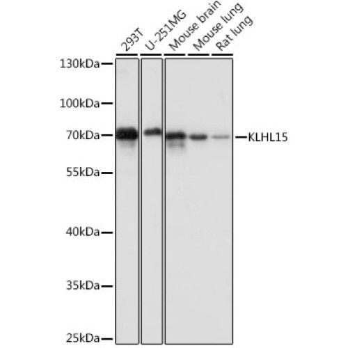 KLHL15 Rabbit pAb