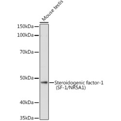 Steroidogenic factor-1 (SF-1/NR5A1) Rabbit pAb