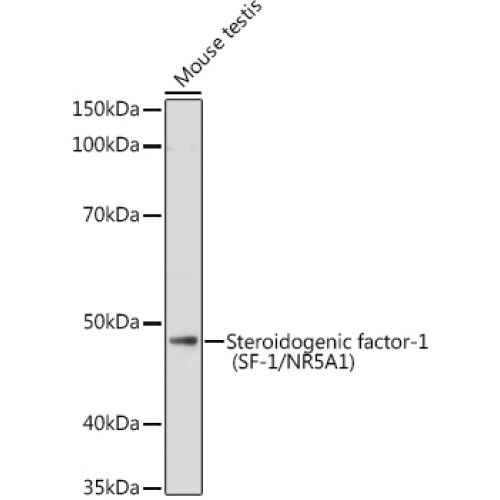Steroidogenic factor-1 (SF-1/NR5A1) Rabbit pAb