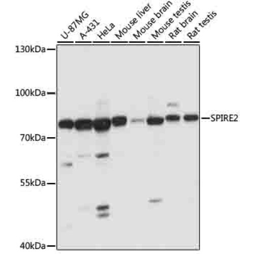 SPIRE2 Rabbit pAb