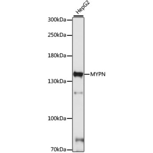 MYPN Rabbit pAb
