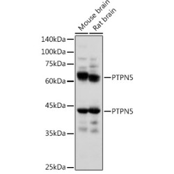 PTPN5 Rabbit pAb